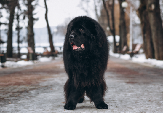 Mastim Tibetano com família