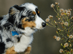 Pastor Australiano pastoreando
