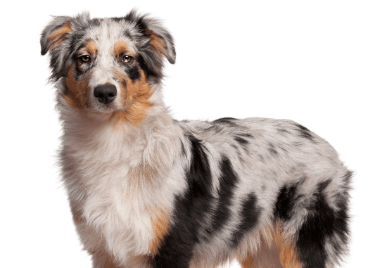 Pastor Australiano em treinamento