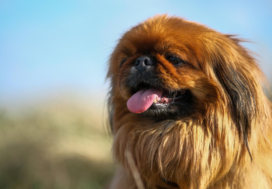 Pequinês com família