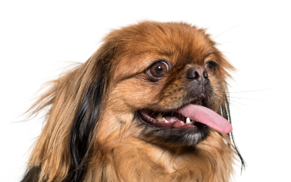 Pequinês com pelagem longa