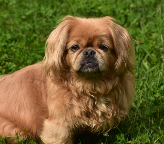 Pequinês descansando