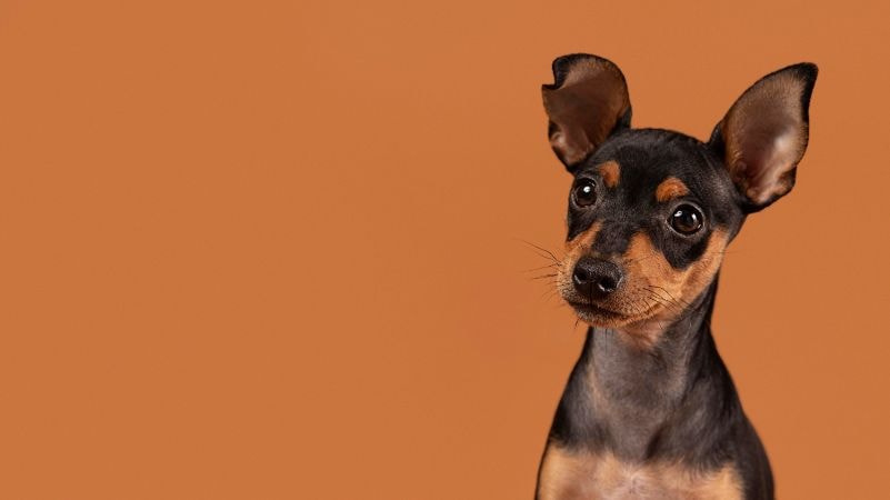 Pinscher em um estúdio com fundo azul