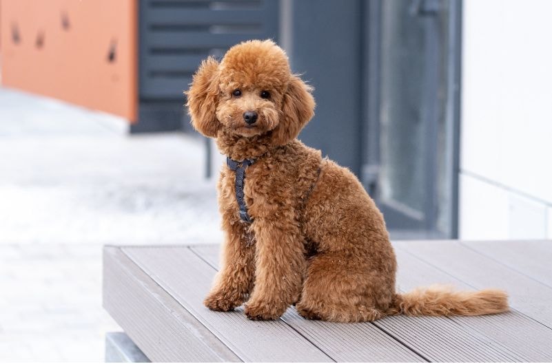 Casal de poodles brancos felizes pulando na cama