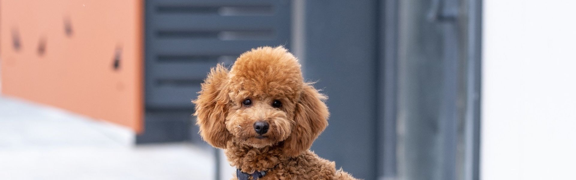 Casal de poodles brancos felizes pulando na cama