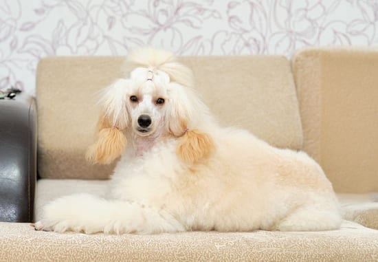 Poodle Grande loiro deitado no sofá com penteado feito