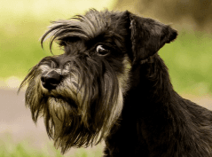 Schnauzer brincando com uma bola