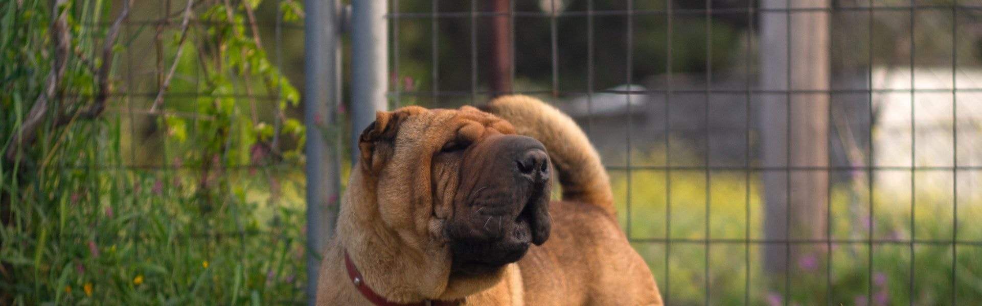 Shar-pei com suas dobrinhas características