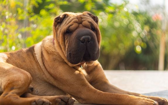 Shar-pei deitado