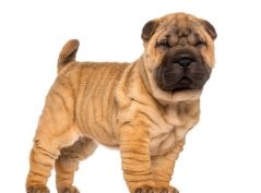 Shar-pei