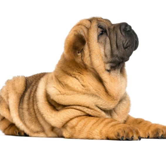 Shar-pei relaxando