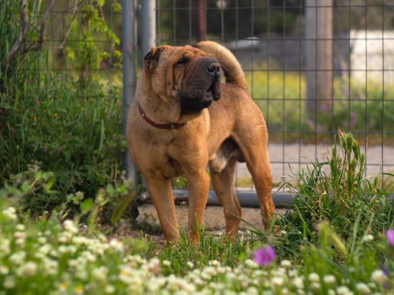 Shar-pei com suas dobrinhas características