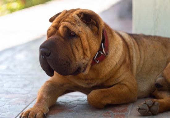 Shar-pei brincando no campo