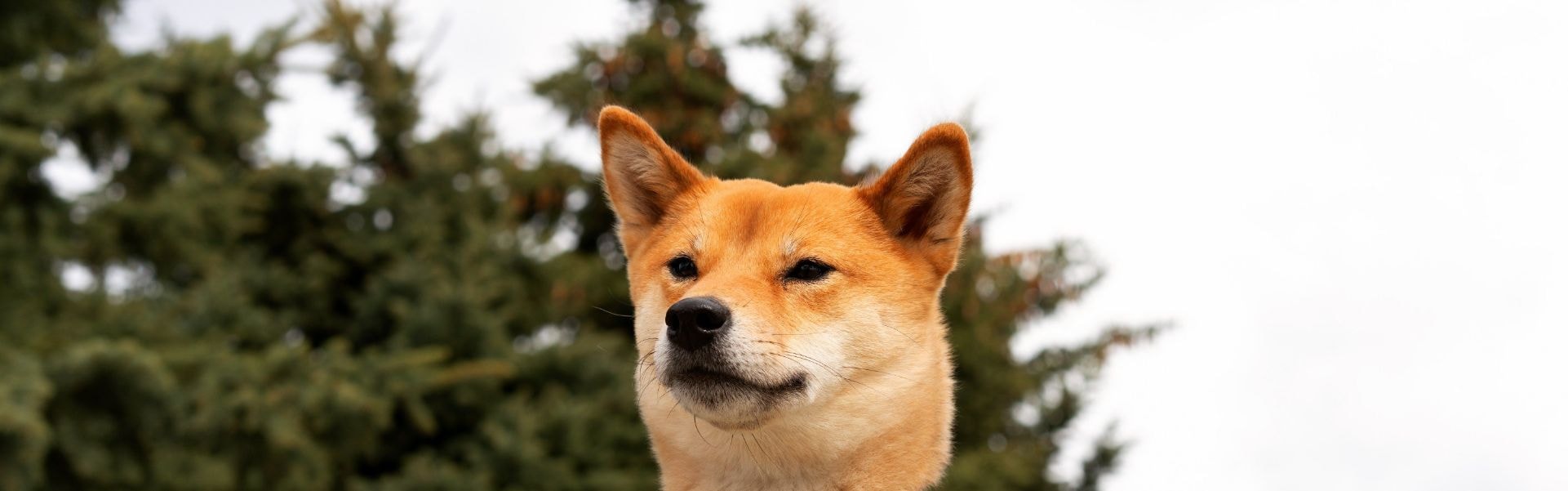 Shiba Inu laranja e branco em pé no campo