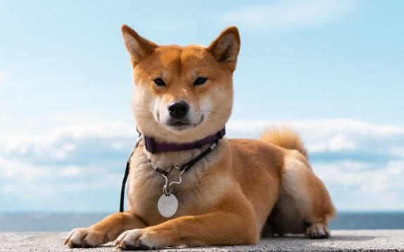 Shiba Inu filhote