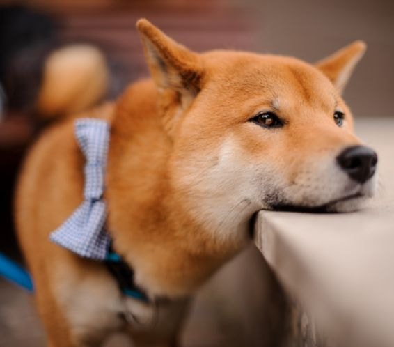 Shiba Inu correndo no campo