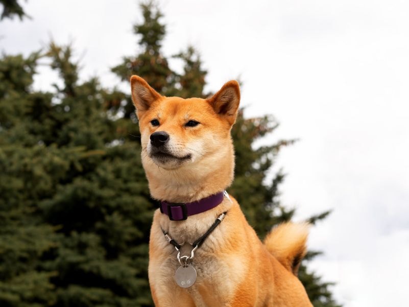 Shiba Inu laranja e branco em pé no campo