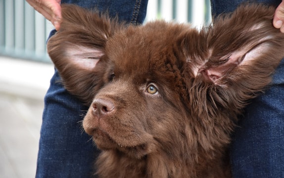 Terra Nova com pelagem grossa e elegante
