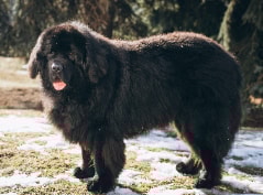 Terra Nova deitado em um campo ao pôr do sol