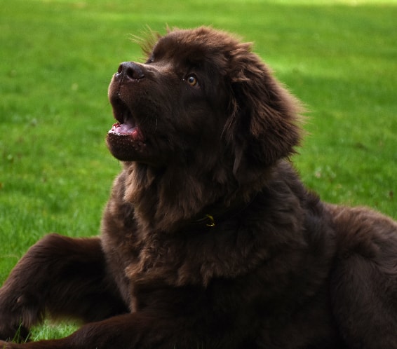 Terra Nova descansando ao ar livre