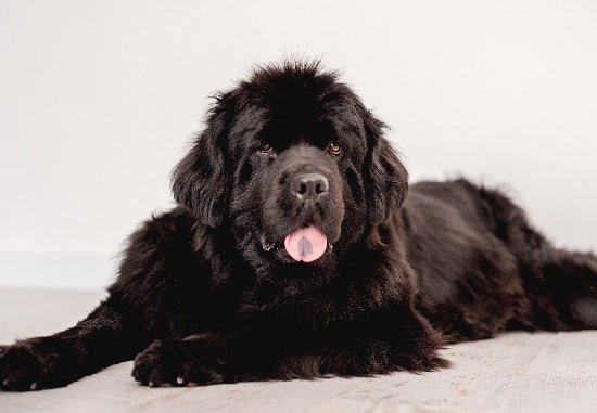 Terra Nova relaxando em casa