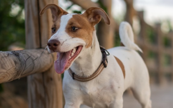 Vira-lata com pelagem variada