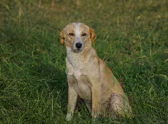 Vira-lata caramelo feliz