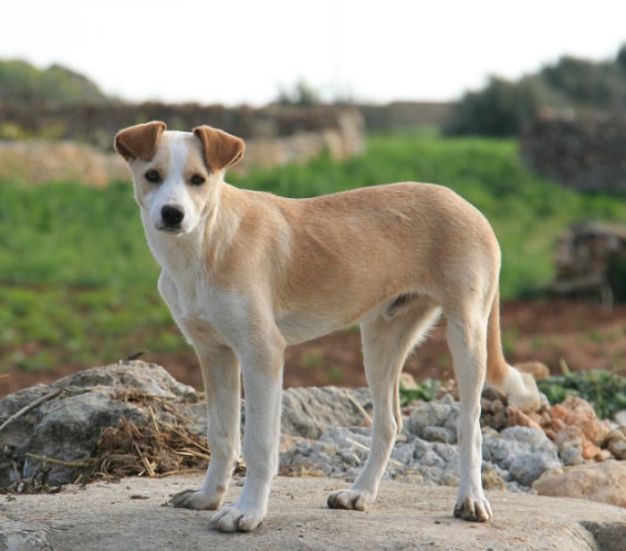 Vira-lata saudável e feliz