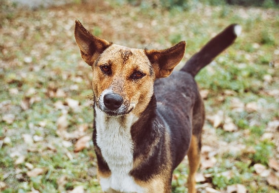 Vira-lata brincando feliz