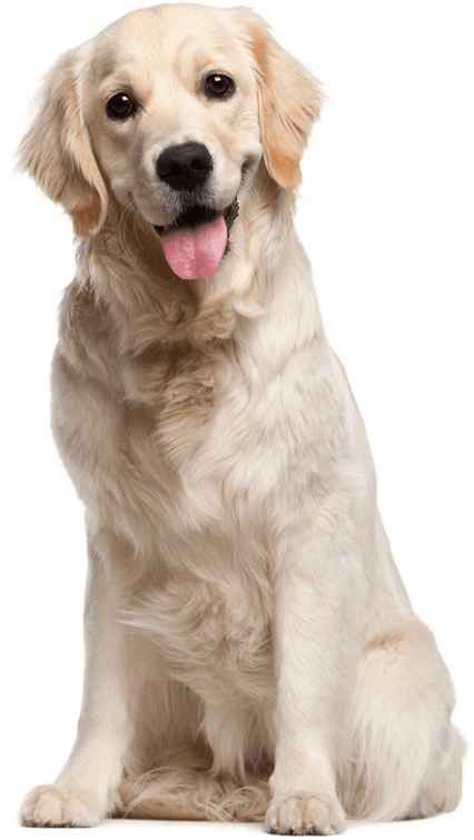 cachorro feliz com a boca aberta olhando para a câmera